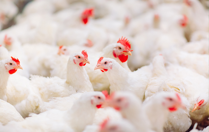 Frango: Demanda maior impulsiona preço do vivo