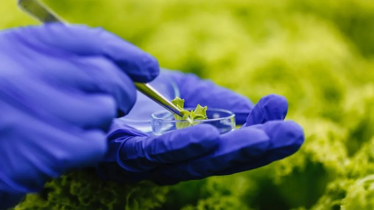 Bioinsumos: entre os químicos e os orgânicos, fique com os 2. Por Xico Graziano