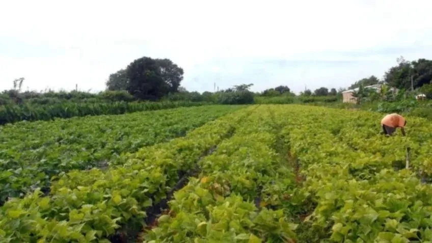 10 questões na agenda sustentável da agropecuária. Por Xico Graziano