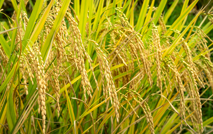 Arroz: Exportações sustentam preços, mas demanda interna é lenta