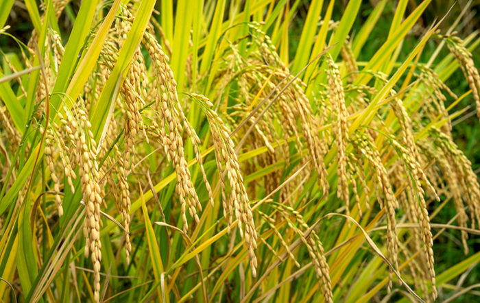 Arroz: Demanda externa menor limita negócios
