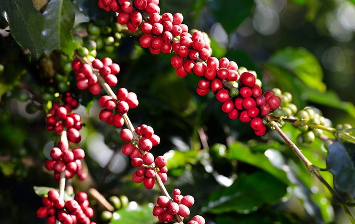 Café: Fertilizantes reduzem poder de compra