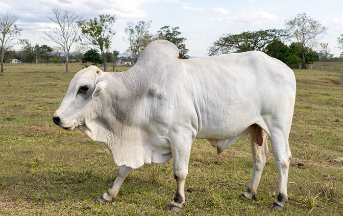 Boi: Alta do boi gordo reduz diferença para a carne