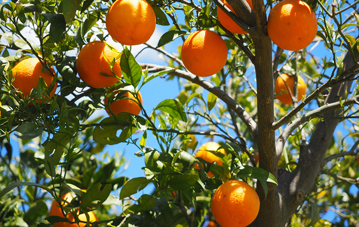 Chuvas afetam qualidade das laranjas e favorecem próxima safra