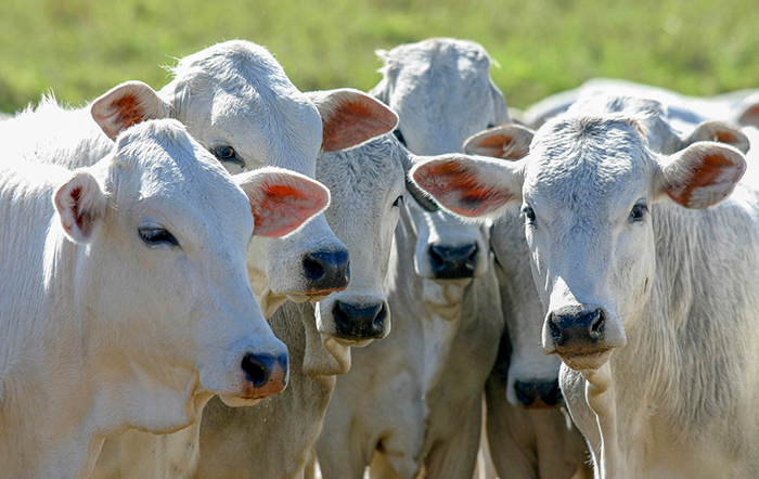 Embrapa Trace fortalece rastreabilidade bovina