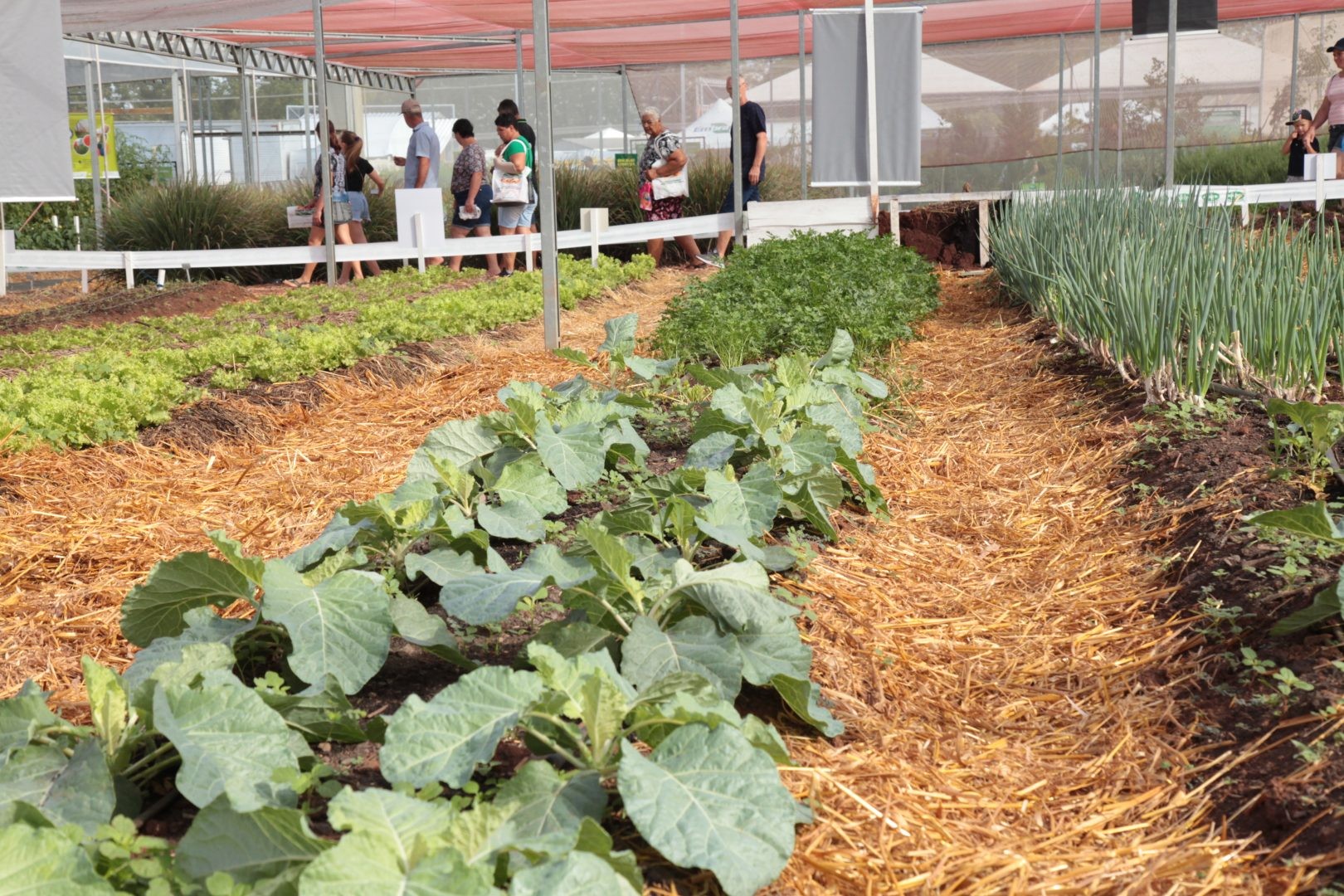 TABACO: O AGRO INVISÍVEL. Por Evaristo de Miranda