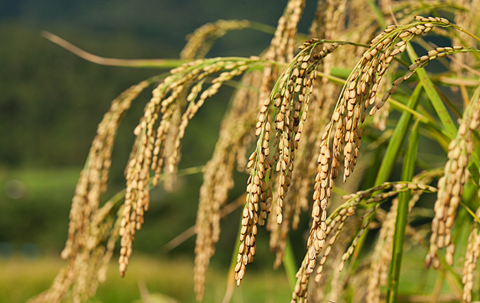 Arroz: Negócios perdem ritmo no início de outubro