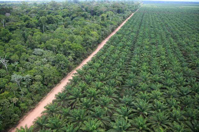 Há mais de 30 anos atuando na região amazônica, mais especificamente no Pará, a Agropalma mantém 39 mil hectares de palmeiras plantadas e 64 mil hectares de reservas florestais. Foto: Divulgação