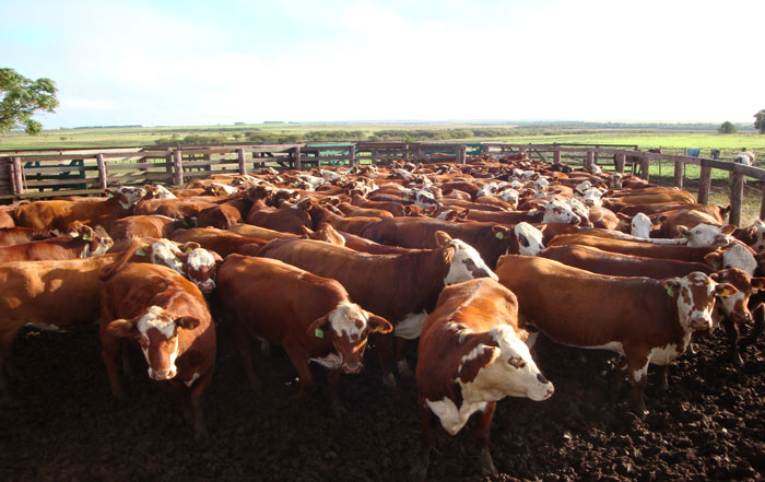 Marcadores genéticos: pesquisa identifica bovinos Hereford e Braford resistentes ao carrapato