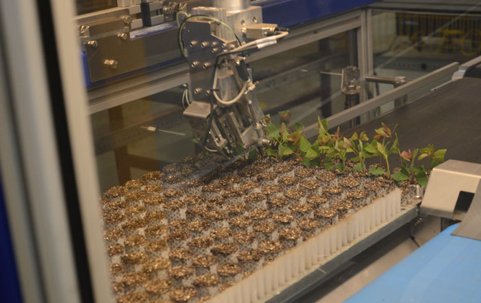 Robôs comandam fábrica de mudas de eucalipto