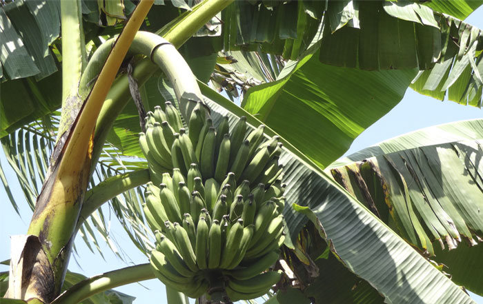 Produção de banana do Vale do Ribeira está ameaçada