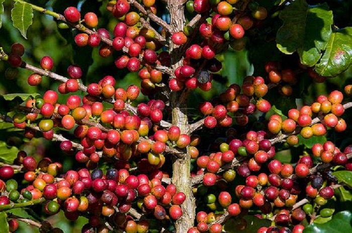 Exportadores de café superam recuo em 2017 com expectativas positivas para próxima safra