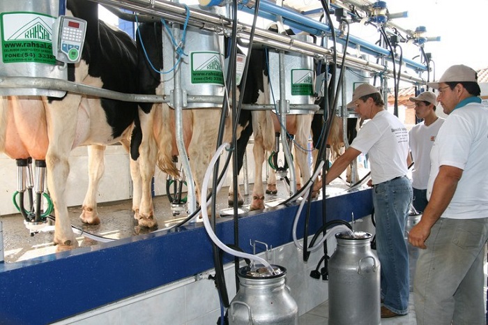 Japão é novo destino para lácteos brasileiros