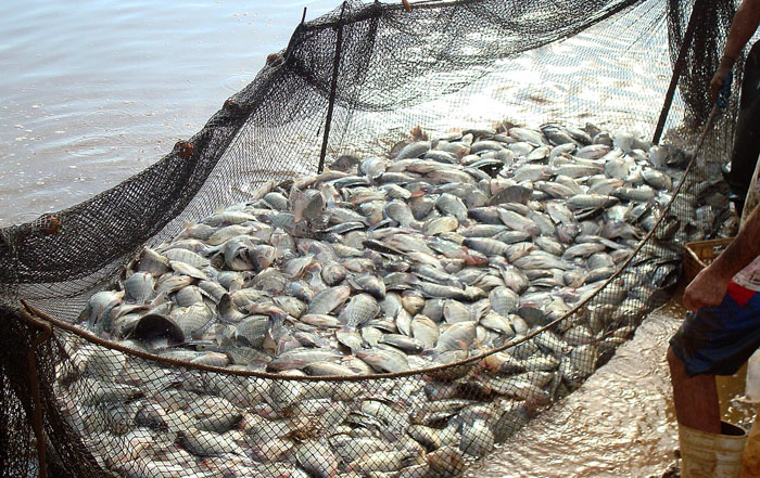 Produção nacional de peixes cultivados cresce 8%